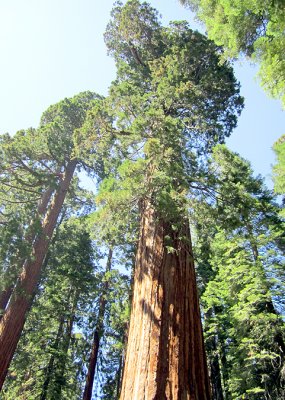 Sequoia National Park