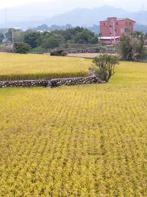 Taian Township, Miaoli County, Taiwan 2011