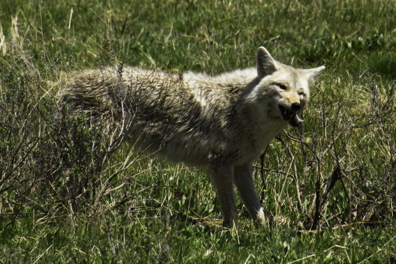 Coyote devours his meal