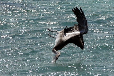 Pelican Diving for fish at Jost Van Dyke