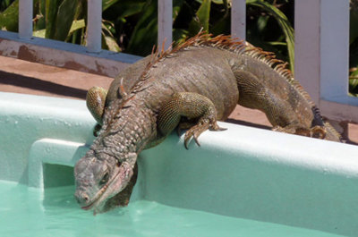 Iguana, slaking thirst in a spa..
