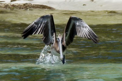Pelican taking off