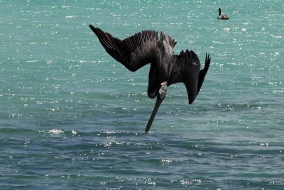 Pelican Diving for fish - Jost Van Dyke