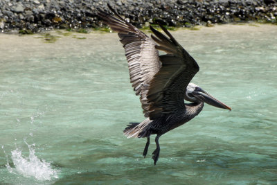 Pelican - take off eh!!