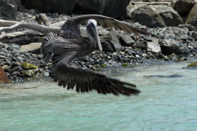 The Pelican Brief (flight)