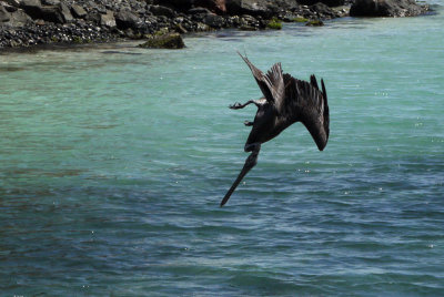 Pelicans prefer diving back first..