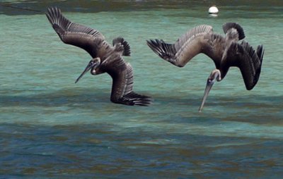 Pair of Pelicans diving for fish - Jost Van Dyke