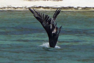 Unlike Ostriches, Pelicans  bury their heads in the water...