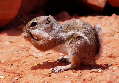 Desert Squirrel