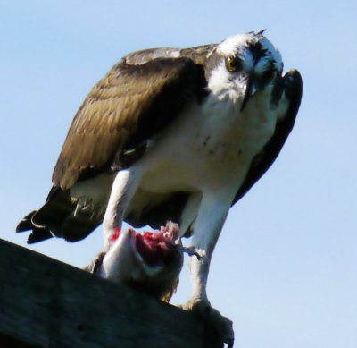Osprey guarding catch