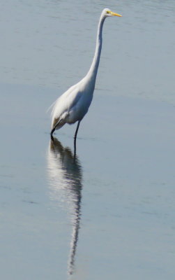 Tall Egret