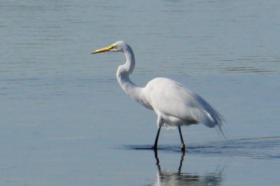 Stealthy Egret