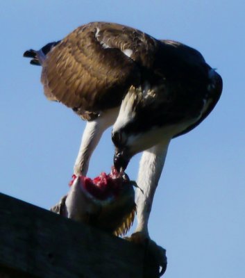 Osprey eating fish