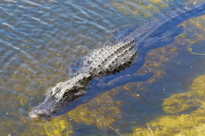 Alligator 2