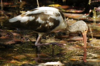 Young Ibis