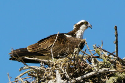 Osprey on nest