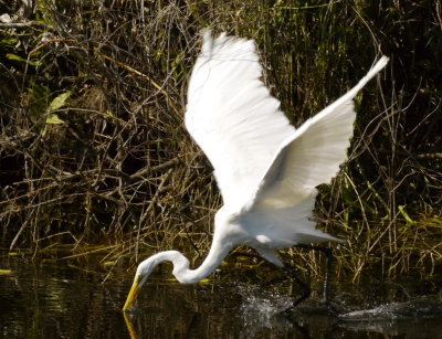 Egret fishing