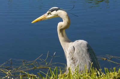 Great Blue Heron 2