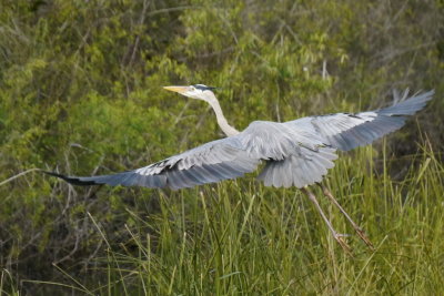 Great Blue Heron in flight