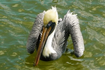 Pelican floating