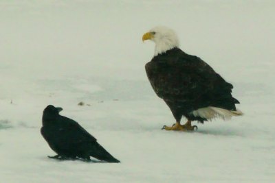 Friends - Bald Eagle & Crow on Collingwood Harbour