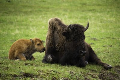 Bison and Baby