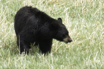 Black Bear in Yellowstone Park 2
