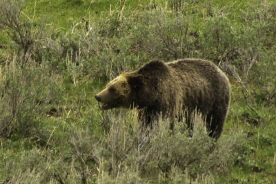 Grizzly in Yellowstone Park 2