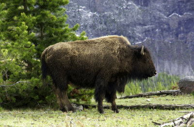 Bison in Profile (Yellowstone Park)