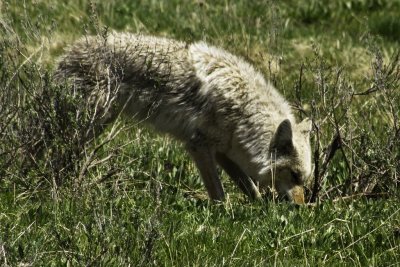 Coyote pounces on prey