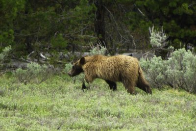 Brown Bear in Yellowstone Park