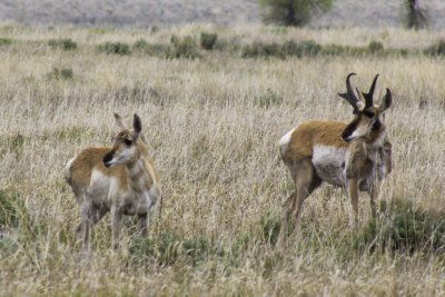Prong Horn Deer - Grand Teton National Park