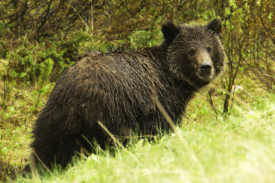 Brown Bear in  the rain (Banff)