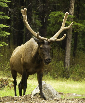 Elk (Banff)