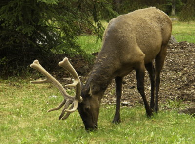 Elk Grazing (Banff)