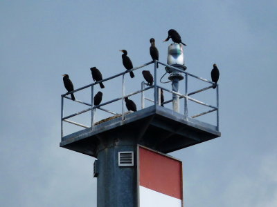 Cormorants Resting on the Collingwood Harbour Signal Light
