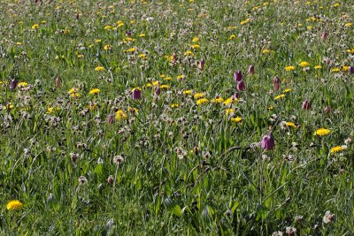 SnakesHead Fritillaries (North Meadow Cricklade)