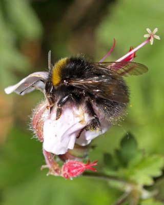 IMG_4312crop.jpg