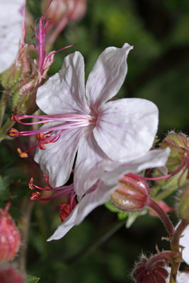 IMG_4320crop.jpg