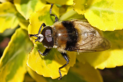 IMG_4321crop.jpg