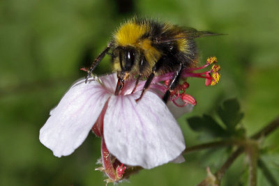 Canon 18-55mm IS Kit Lens in the Garden