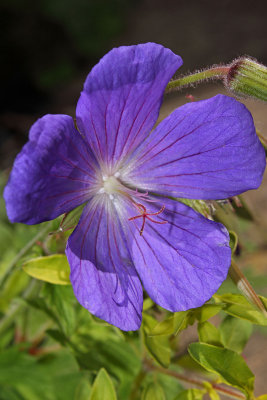 Canon 18-55mm IS Kit Lens in the Garden