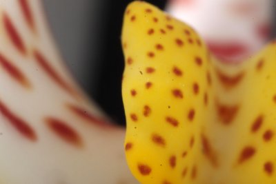 g4/50/467250/3/136643189.xUf5upSF.jpg