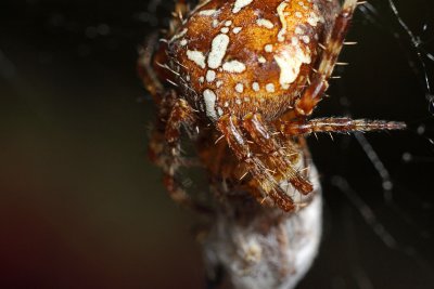 IMG_5663.jpg