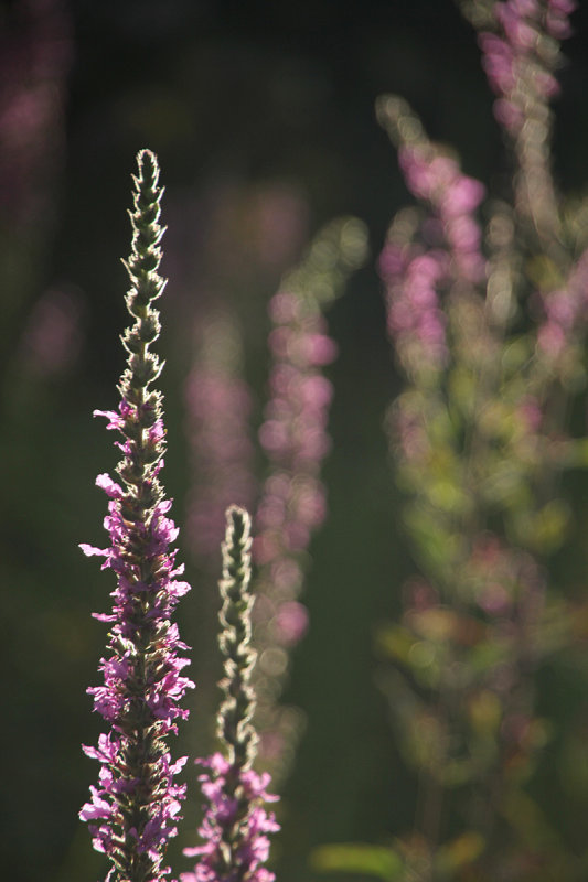 204:366<br> Grantchester Meadows