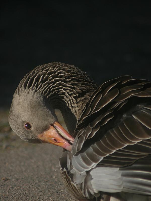 Preening