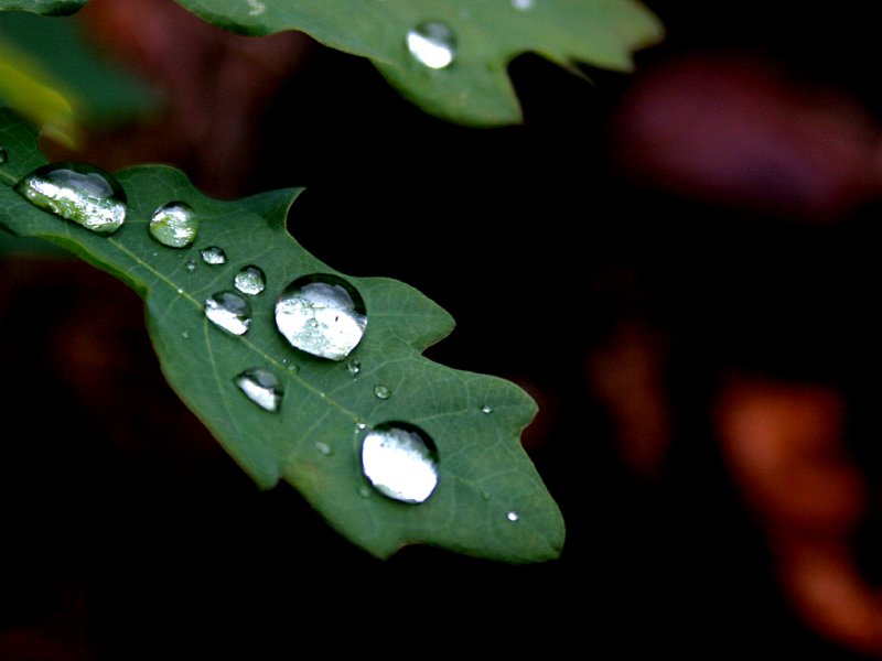 July  10 2006:  <br> The Young Oak