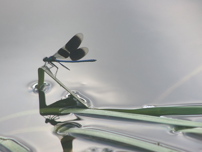 July  23 2006:  <br>  Banded Demoiselle