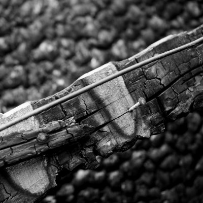 50:365 Charred