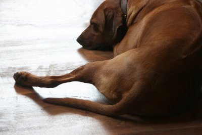 Rhodesian Ridgeback